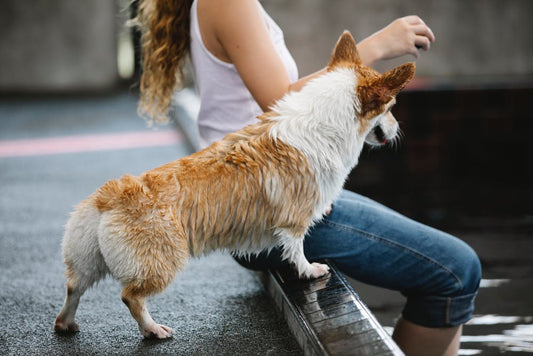 How To Deal With Attention Seeking Dogs