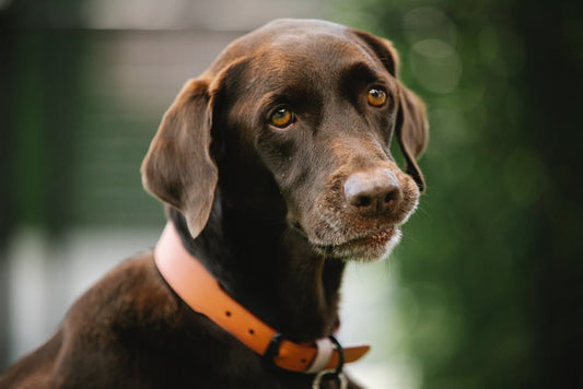 How To Tell If Your Dog Is Scared