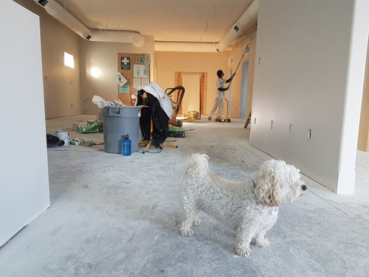 How To Convince Your Landlord To Allow A Dog