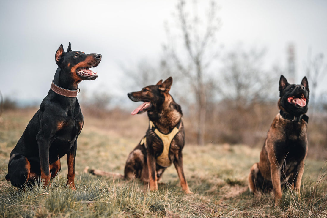Doberman-Pinscher Dog Breed Guide