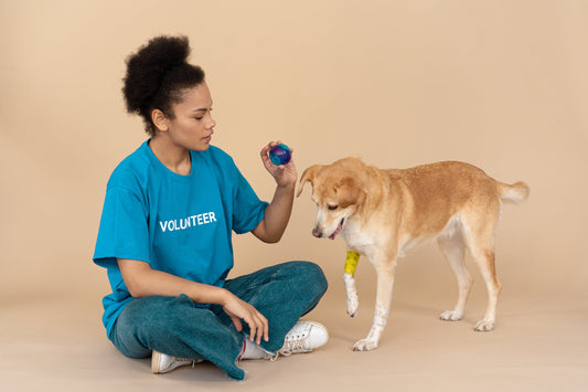 Major Dog Charities In The Uk