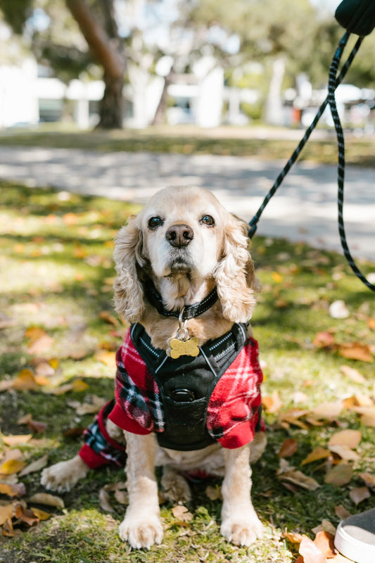 A Guide To Dog Accessories