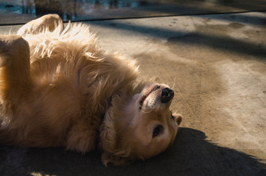 How To Teach Your Dog To Roll Over