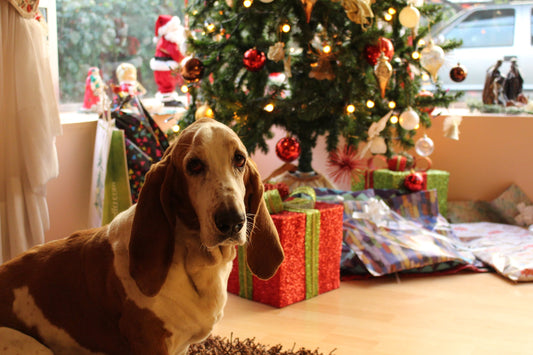 Christmas Presents For Dogs
