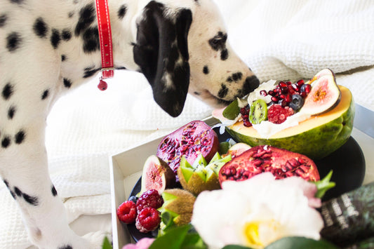 How To Keep Dogs Coat Healthy And Shiny