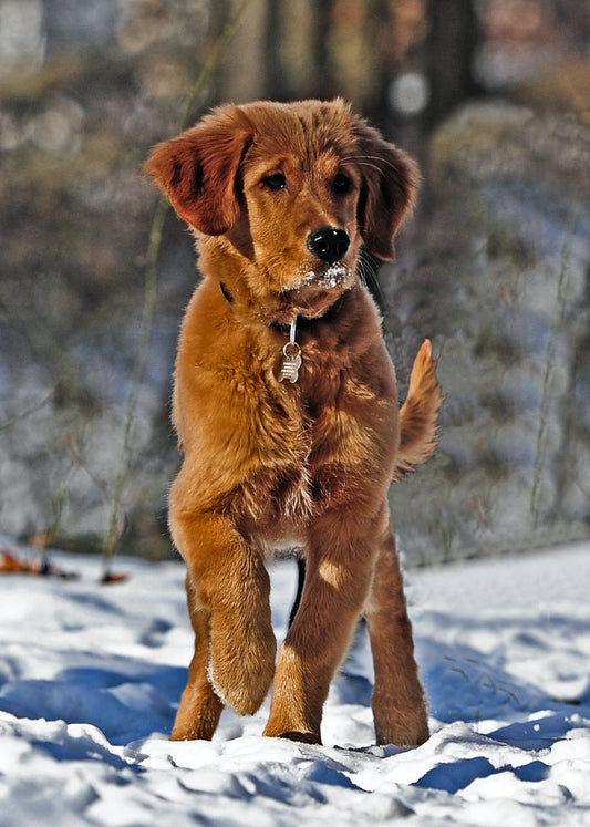 Best Dog Breeds For First Time Owners