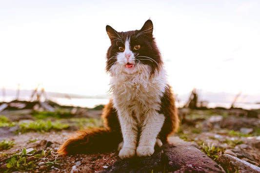 Cat Flu