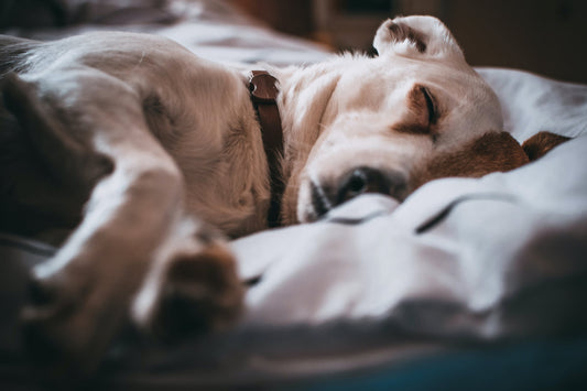 Coping With A Serious Dog Health Condition