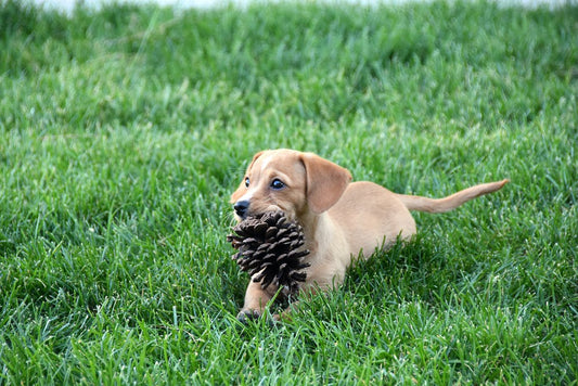 Chiweenie Dog Breed Guide