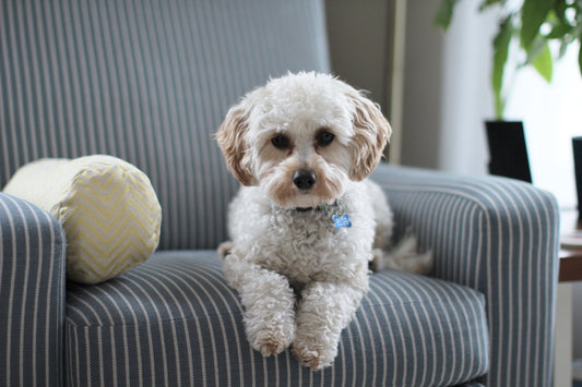 Why You Should Not Leave Your Dog At Home All Day
