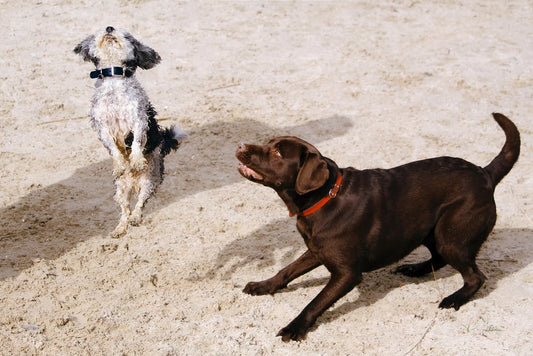 How To Stop A Dog Jumping Up