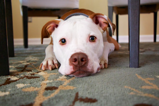 Skin Tags On Dogs