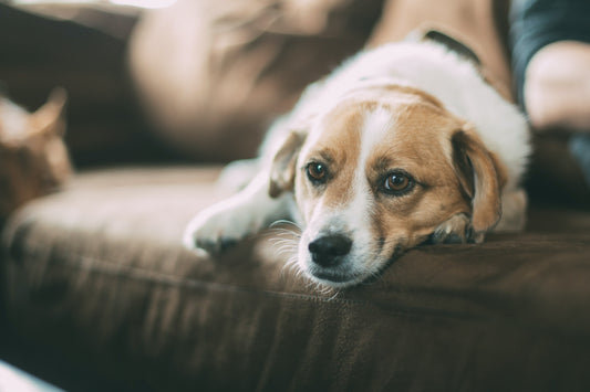 Why Do Dogs Shed Their Fur