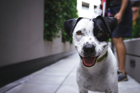 How To Deal With Overprotective Dogs