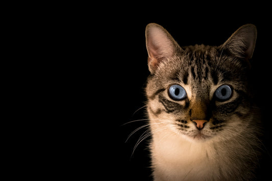 Neutered Cats