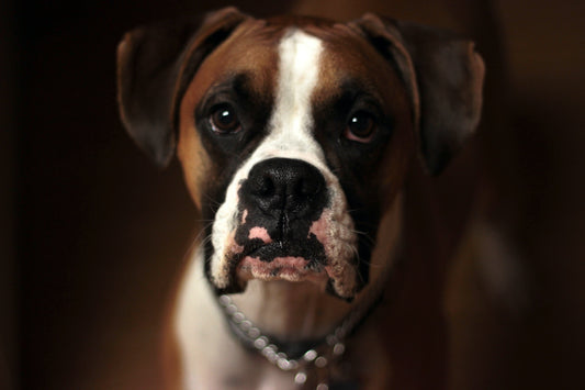 The Benefits Of Rehoming A Dog