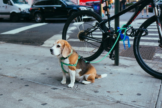 How To Prevent Your Dog Being Stolen