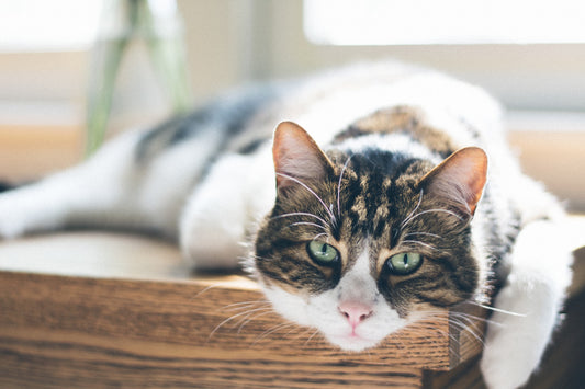 Diabetes In Cats