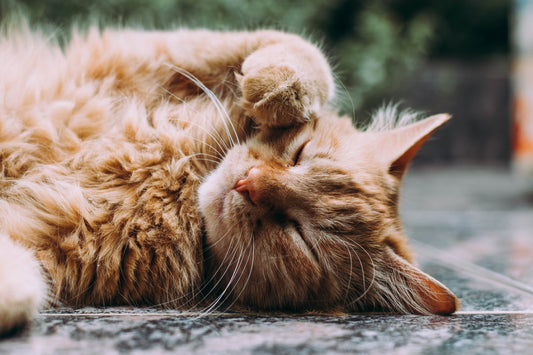 Cat Mites