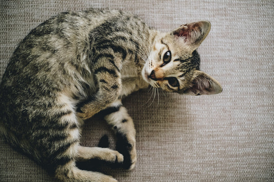 Ticks On Cats