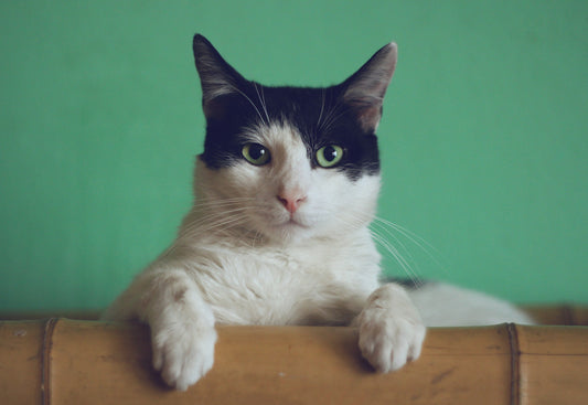 Cat Conjunctivitis