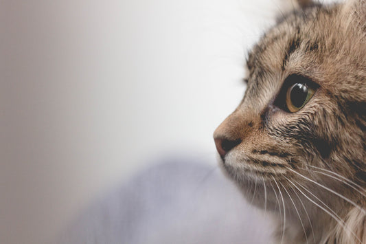 Cat Spraying