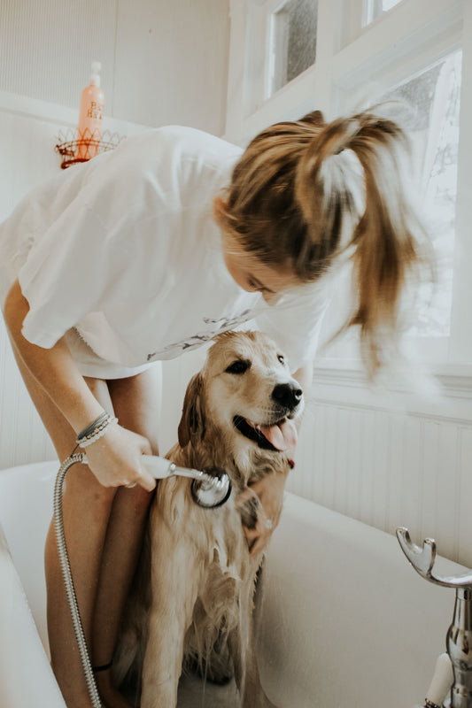 A Guide To Grooming Your Dog