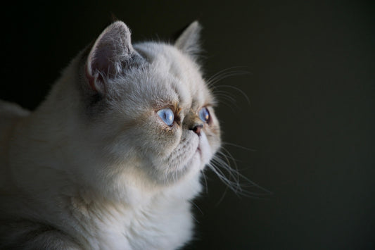 Down Syndrome Cat