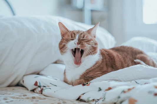 Cat Panting