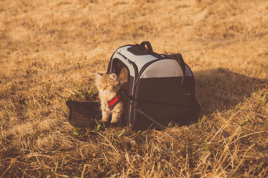 A Guide To Taking Your Cat Abroad