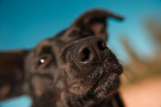 Scent Training For Dogs