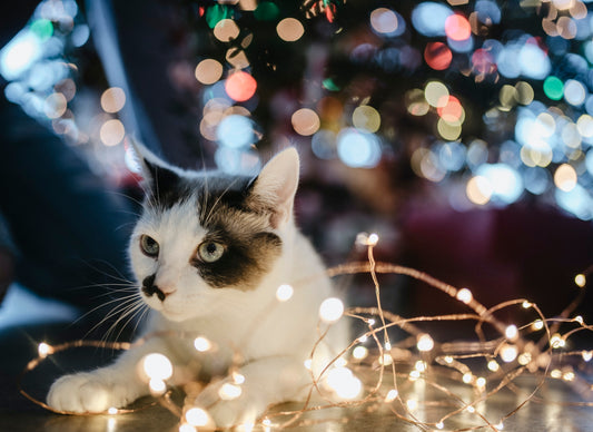 Why Cats Knock Stuff Over