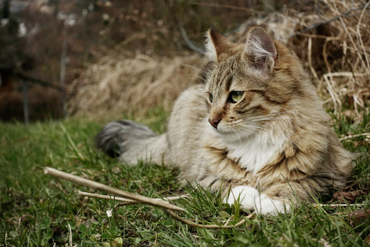Worms In Cats