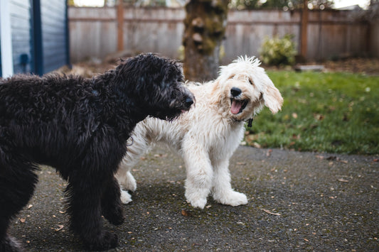 How Do Dogs Communicate