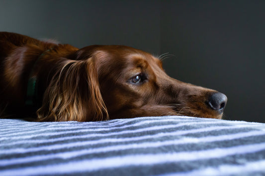 Colitis In Dogs