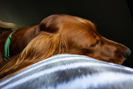 How To Live With A Dog That Maults Loads