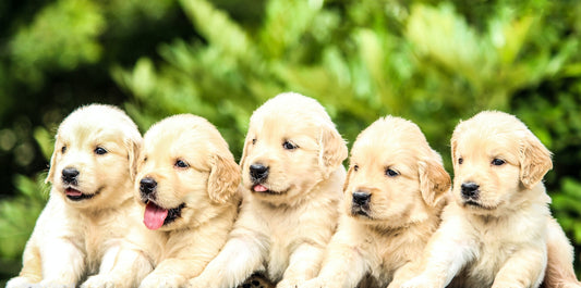 Pet Shops That Sell Puppies