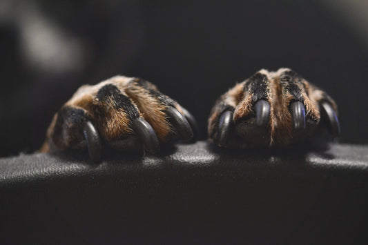 How To Cut Dog Nails Look After Their Paws