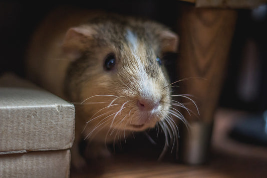 Hamster Names
