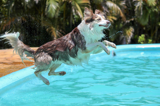 The Bravery Of Dogs