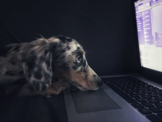 Hilarious Dog Hashtags On Instagram