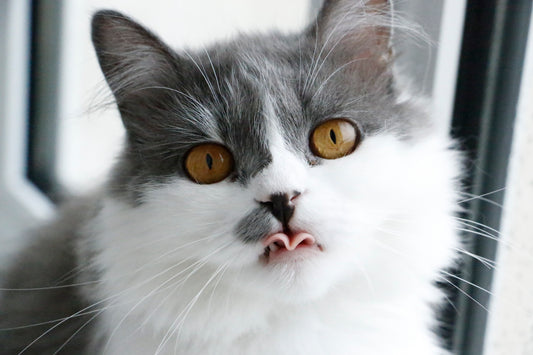 Cat Vomiting