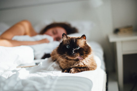 Letting Your Cat Sleep In Bed With You