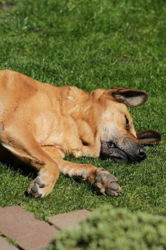 Adder Dog Bites