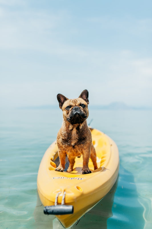 A Guide To Dog Games