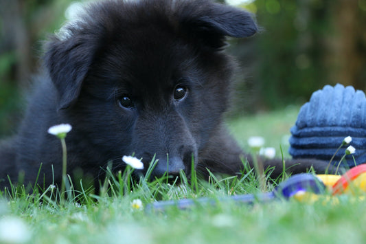Belgian-Shepherd Dog Breed Guide