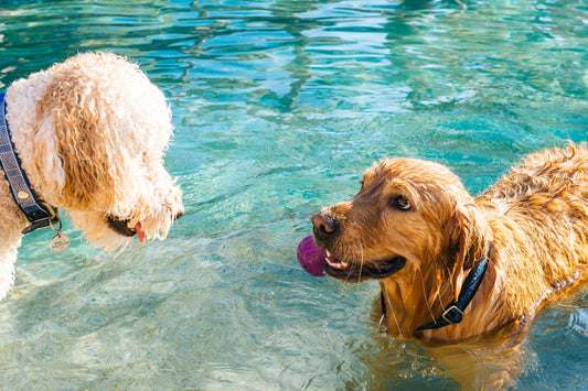 How To Teach Your Dog To Swim