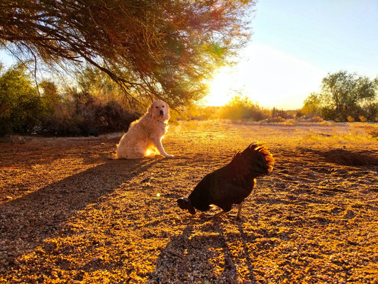 Dogs Need To Watch Out For Bird Poop