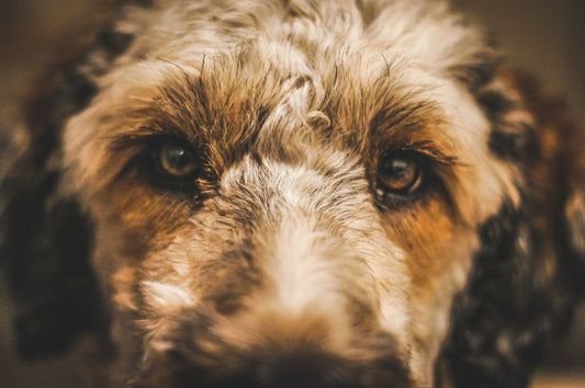 8 Most British Dog Breeds