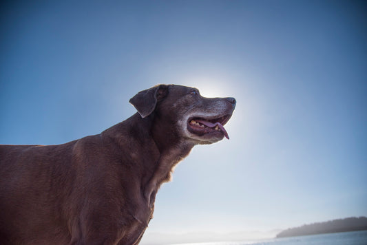 Dog Years